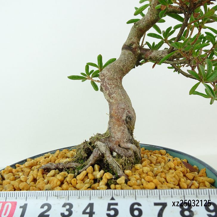 楽天市場】盆栽 皐月 星の輝 樹高 約26cm さつき Rhododendron indicum