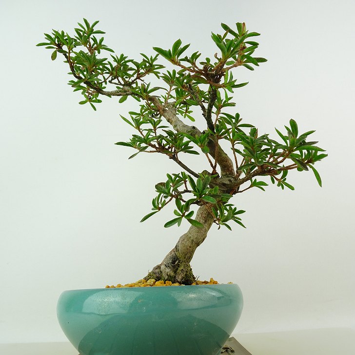 楽天市場】盆栽 皐月 星の輝 樹高 約26cm さつき Rhododendron indicum