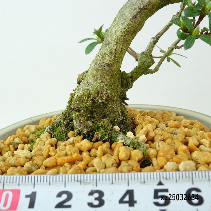 楽天市場】盆栽 皐月 神鏡 樹高 約21cm さつき Rhododendron indicum