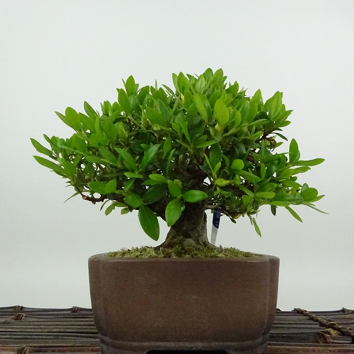 楽天市場】盆栽 皐月 光の司 樹高 約14cm さつき Rhododendron indicum