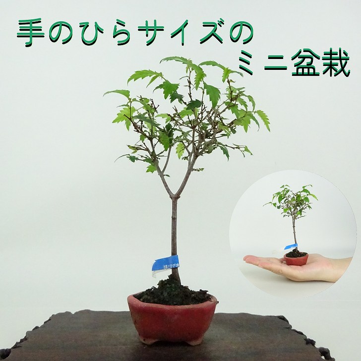 楽天市場】盆栽 欅 ミニ盆栽 樹高 約13cm けやき Zelkova serrata
