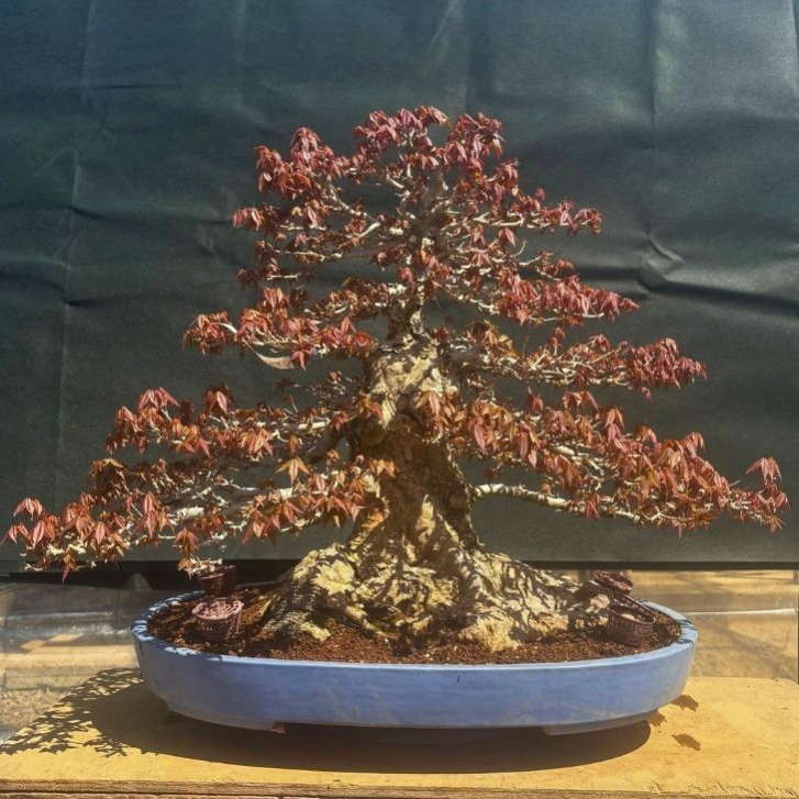 楽天市場】盆栽 楓 樹高 約57cm かえで Acer カエデ 紅葉 カエデ科