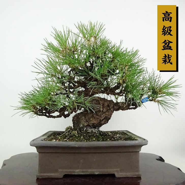 楽天市場】盆栽 松 黒松 樹高 約25cm くろまつ 高級盆栽 Pinus