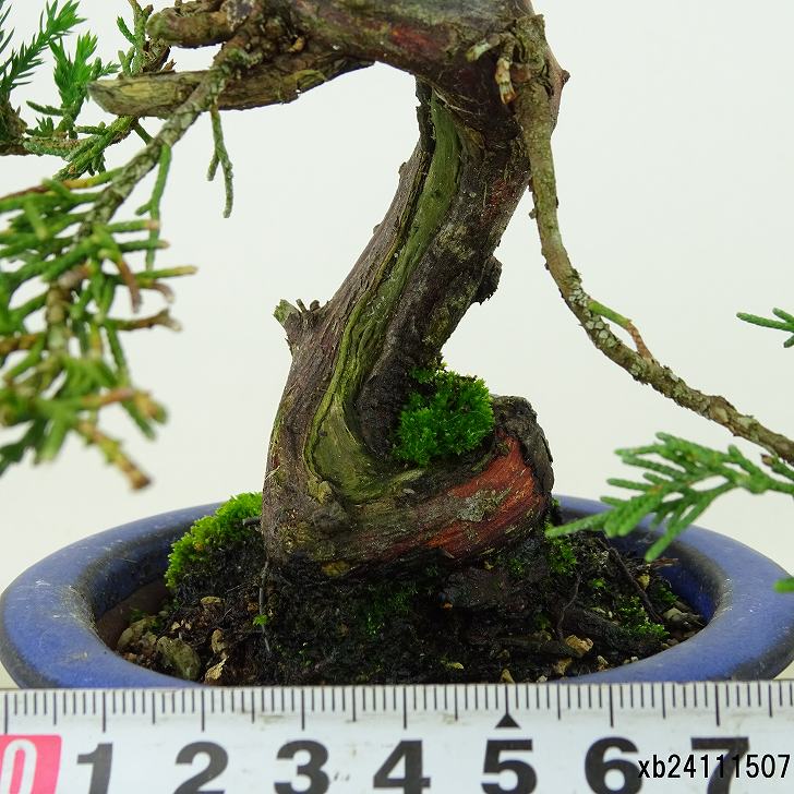 盆栽 真柏 樹高 約57cm しんぱく Juniperus chinensis シンパク ジン