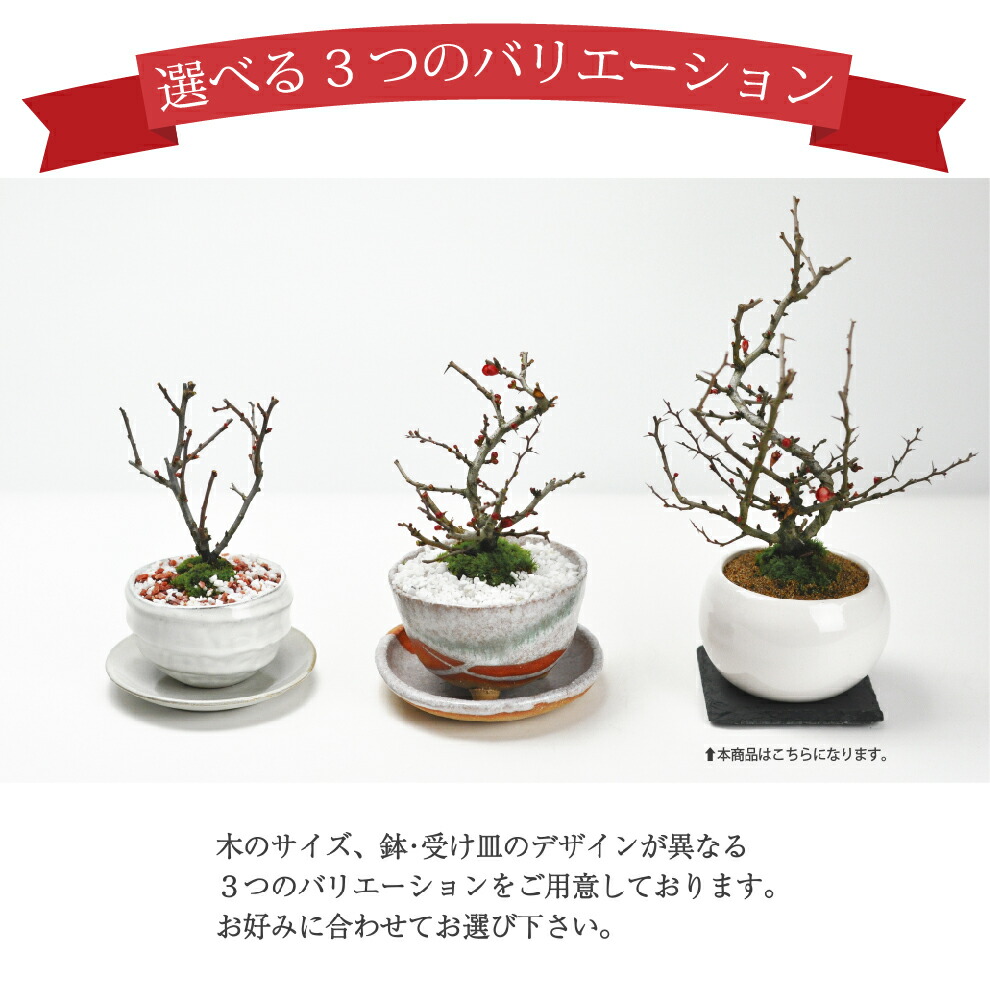 楽天市場】母の日 ミニ盆栽 特選 長寿梅 職人仕立てのミニ盆栽 鉢植え