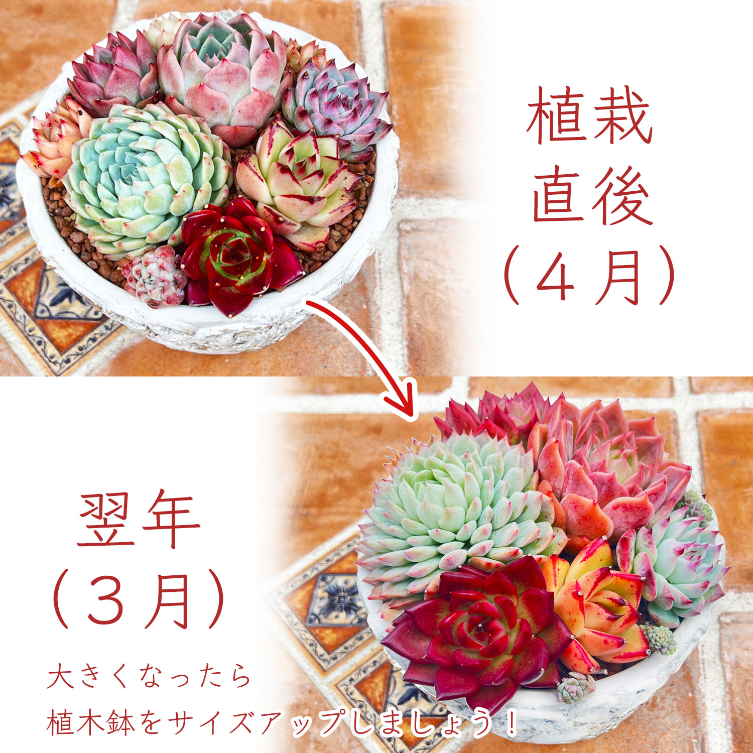 楽天市場】エケベリア セット 多肉植物 プラグトレー苗 「発根済み10苗