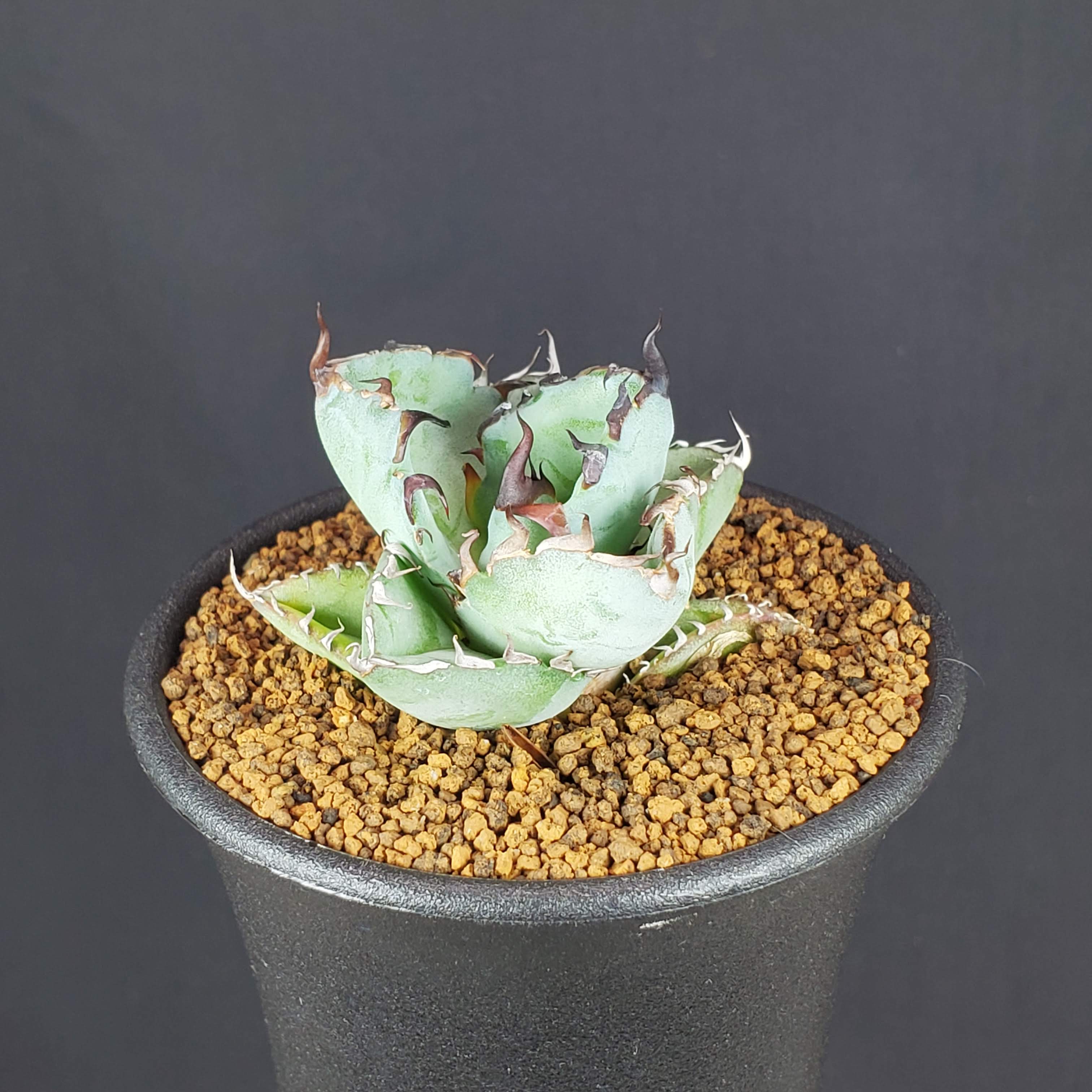 楽天市場】アガベ・チタノタ ブラックアンドブルー 7.5cm鉢 カクタス