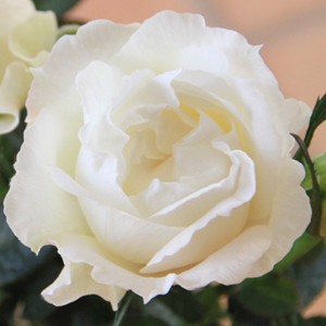 白い水差しのバラ ホワイト – はなはなショップ