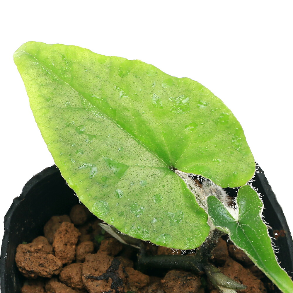 楽天市場】（山野草）フタバアオイ（二葉葵）オナガサイシン（台湾産