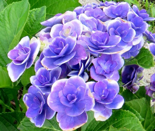 楽天市場】【現品発送814】【自然開花株】アジサイ（紫陽花・あじさい