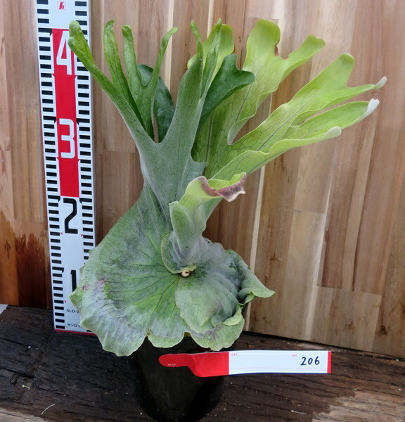 楽天市場】ビカクシダ（プラティセリウム グランデ）5号鉢苗 現品番号