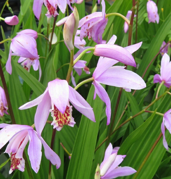 楽天市場】雲南紫蘭（ウンナンシラン）桃色 4号苗(e11) : 千草園芸