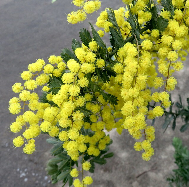 楽天市場】ミモザアカシア 苗木 6号 : 千草園芸