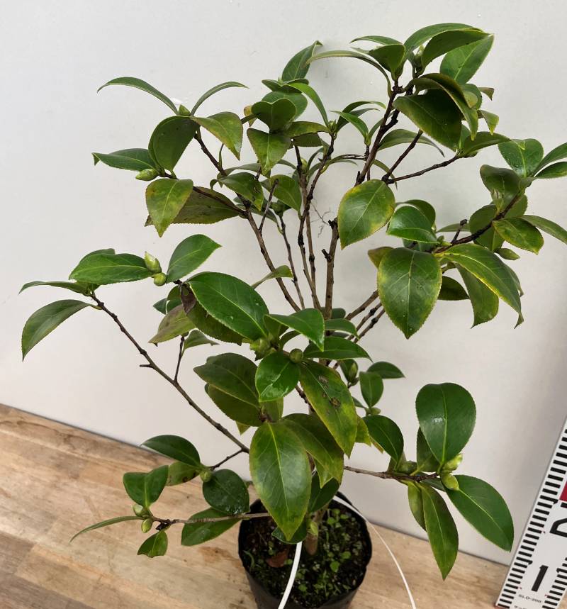 楽天市場】【現品発送M3218】椿（ツバキ） 錦麒麟（ニシキキリン）5号