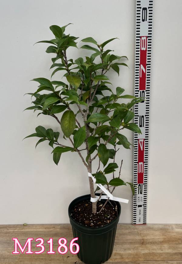 楽天市場】【現品発送M3186】椿（ツバキ） 阿賀の里（アガノサト）6号