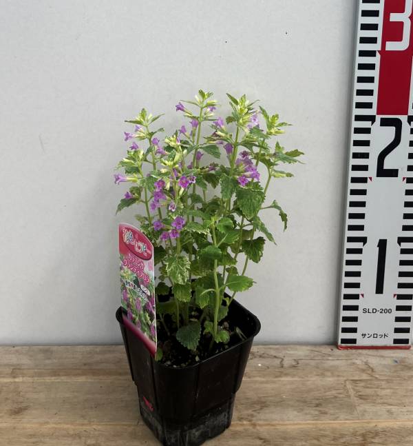 楽天市場】斑入りカラミント（カラミンサ）グランデフローラ 3号苗