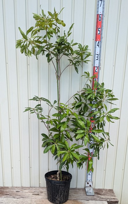 楽天市場】【現品G578】ヤマモモ(山桃) 森口(モリグチ）苗木 樹高1.4m