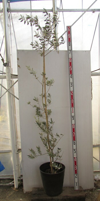 楽天市場】【現品】オリーブの木 バロウニ 10号鉢植え 樹高1.7m 苗木