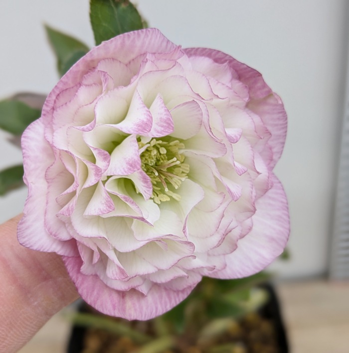 楽天市場】ミヨシのクリスマスローズ オーロラプリマドレス 3.5号苗