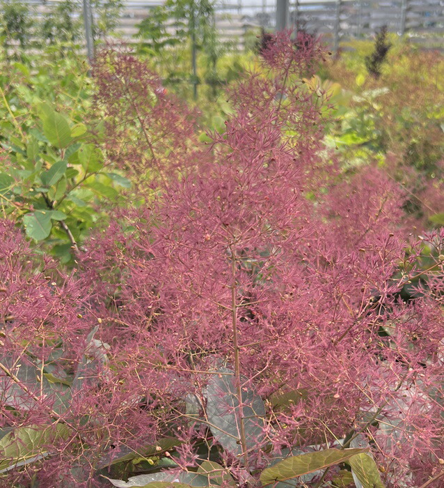 楽天市場】スモークツリー グレース（グレイス）雌木 4.5号 苗木(e06