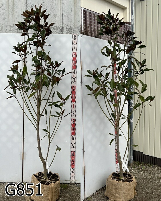 楽天市場】【選べる現品】タイサンボク 直立性リトルジェム ケイパリス