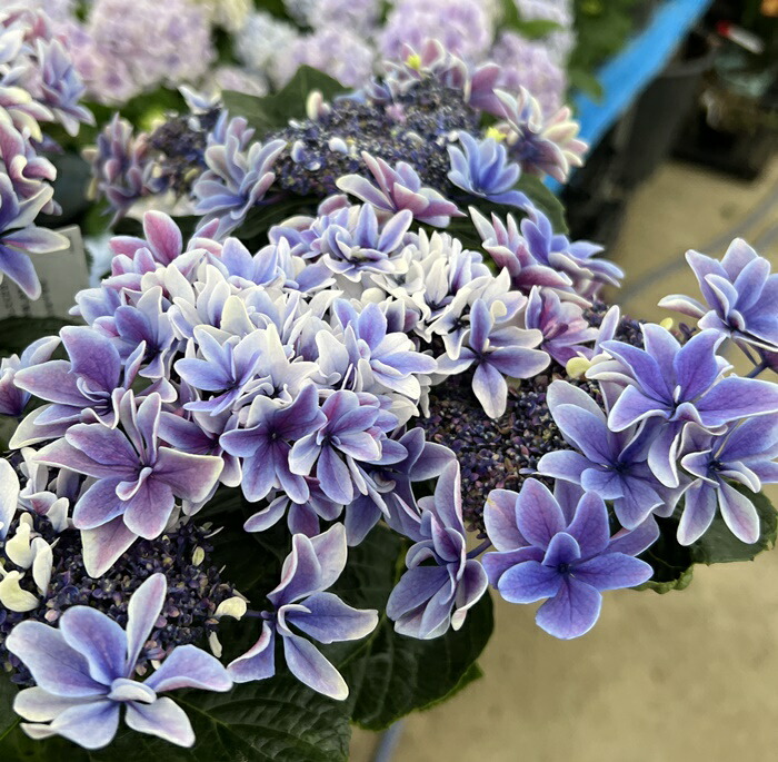 楽天市場】【屋外管理苗】アジサイ（紫陽花・あじさい） 月虹