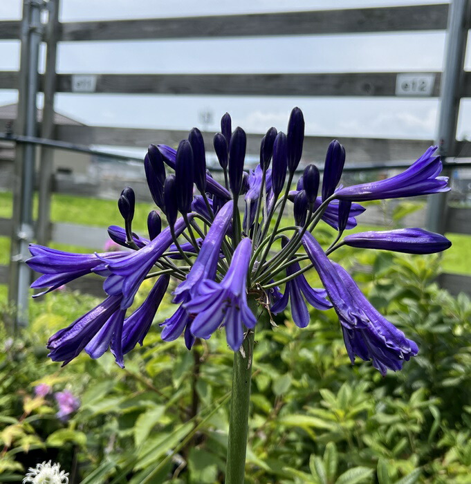 楽天市場】アガパンサス ブラックパンサー 大株 6号1本立苗（e12