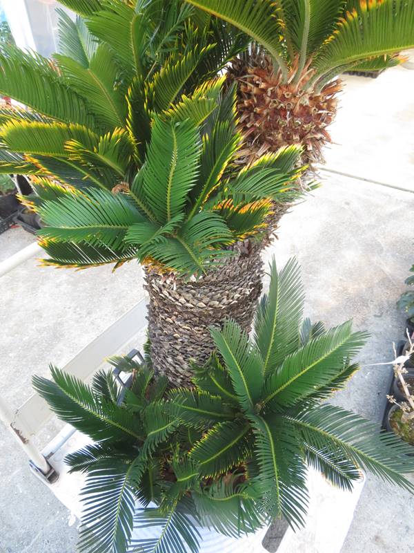 楽天市場】【現品発送】金環蘇鉄(キンカンソテツ) 特大株 幹太 苗木