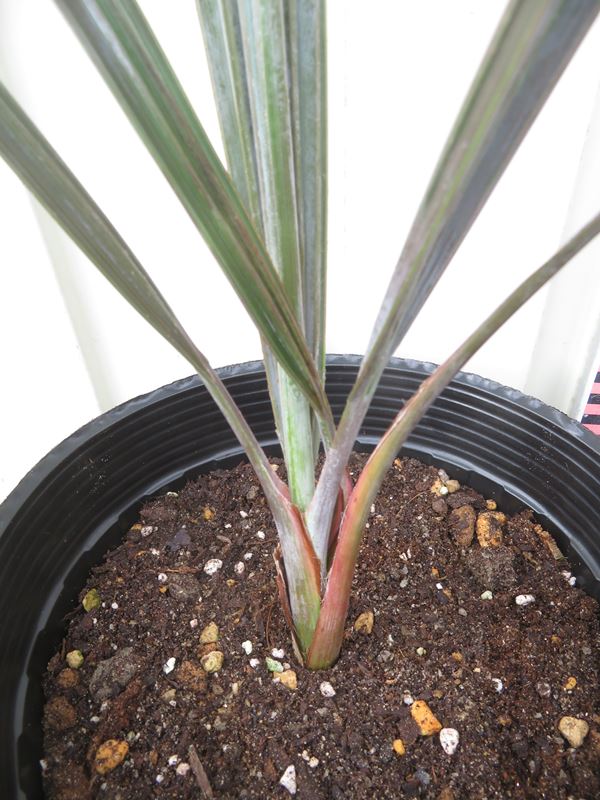 楽天市場】【現品発送】ビスマルキア ノビリス 苗木【L】502 : 千草園芸