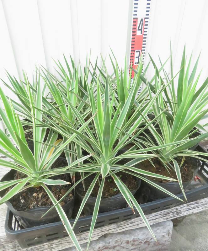 楽天市場】ユッカ アロイフォリア バリエガータ（斑入り） 5号ポット