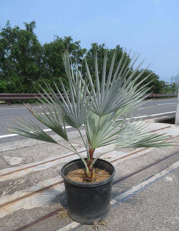 楽天市場】【現品発送】ブラヘア アルマータ 13号鉢植え 苗木 : 千草園芸