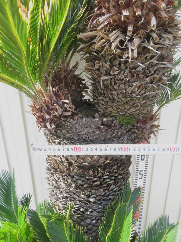 楽天市場】【現品発送】金環蘇鉄(キンカンソテツ) 特大株 幹太 苗木