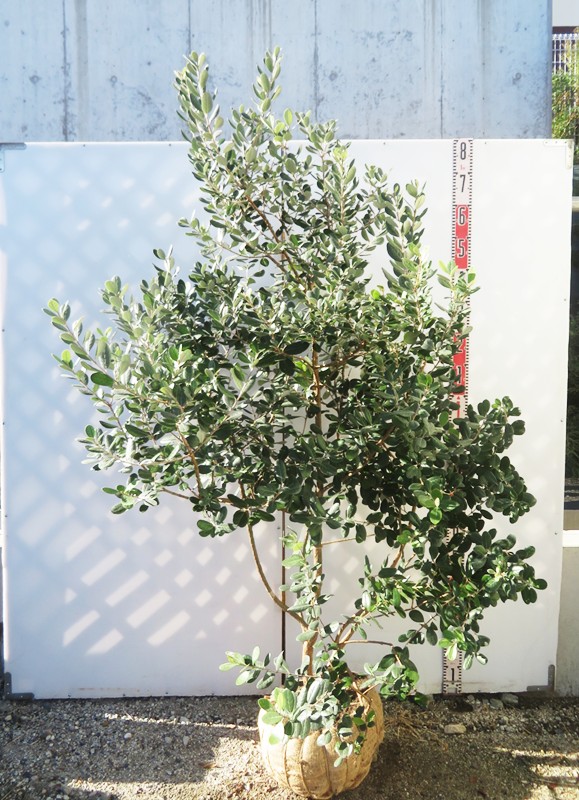 苗 フェイジョア」の人気商品一覧 | 安い商品を通販サイトから探す