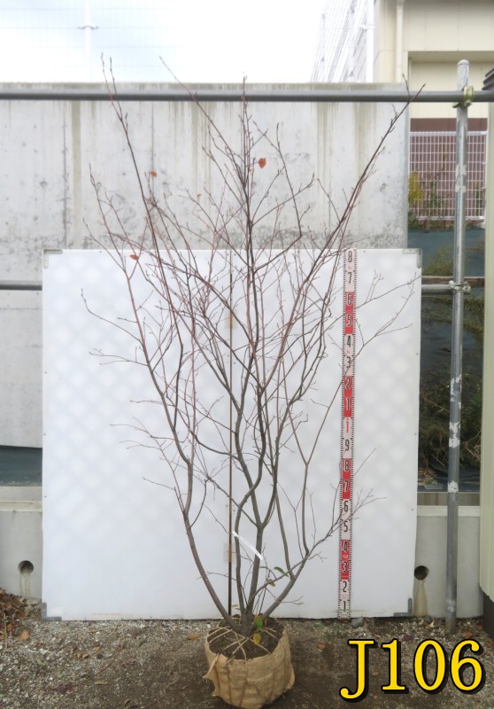 楽天市場】【選べる現品】ジューンベリー 苗木 本株立ち 樹高約1.9m