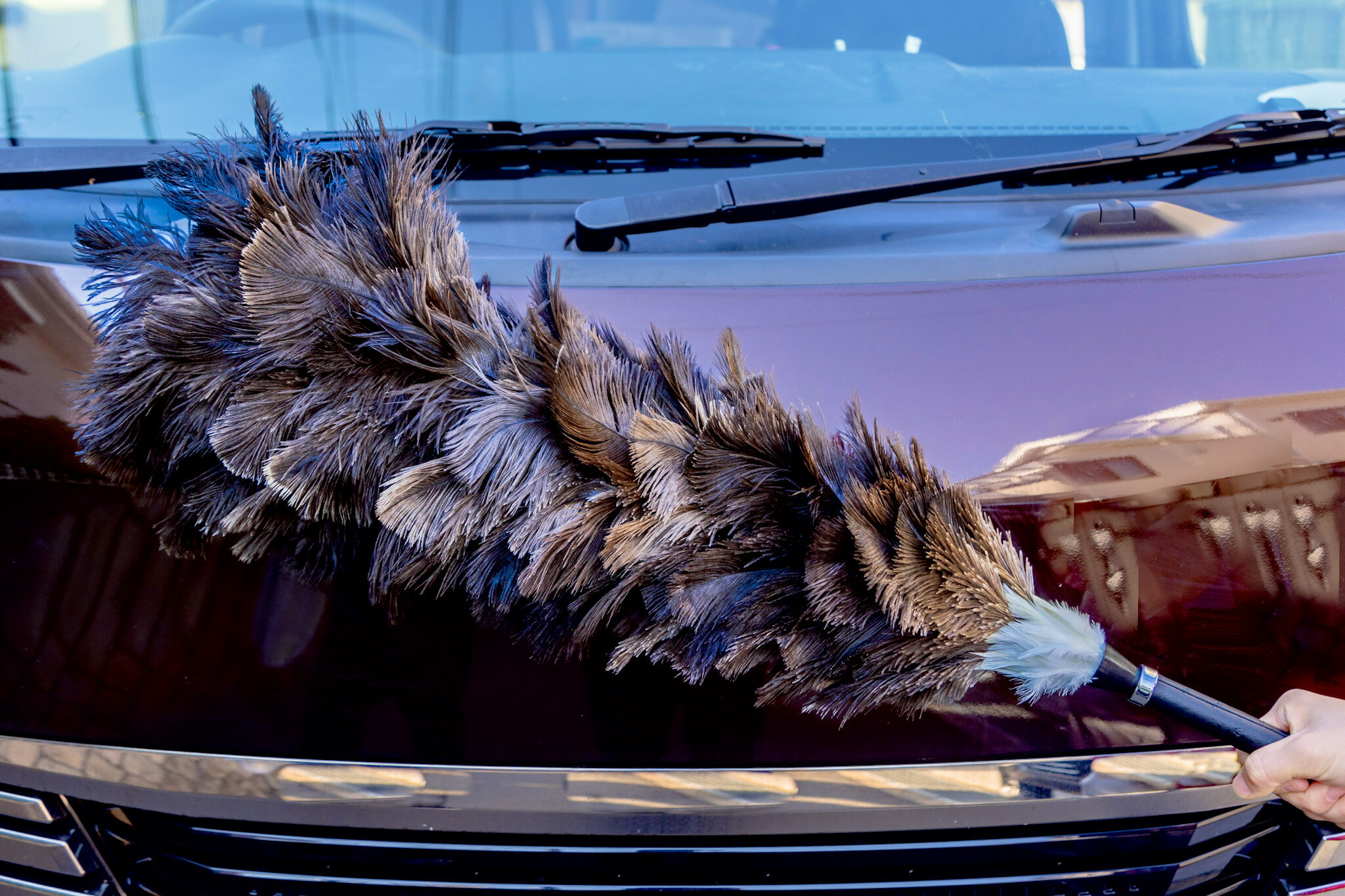楽天市場】【最高品質】 毛ばたき 車用 車 毛バタキ オーストリッチ