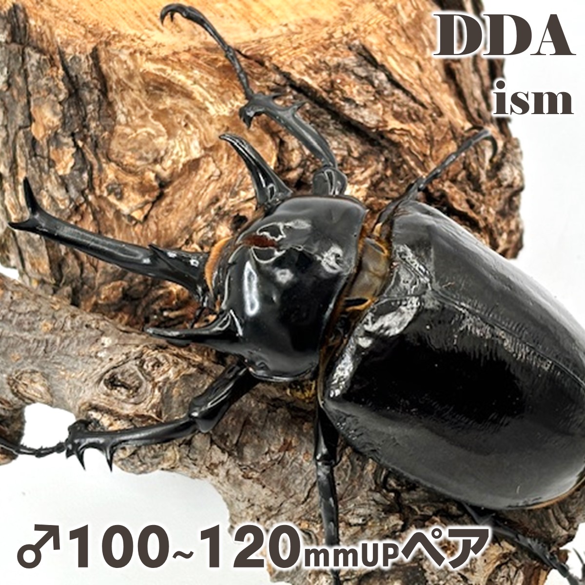 楽天市場】メガソマ最大種！【DDA】マルスゾウカブト 成虫 ♂100