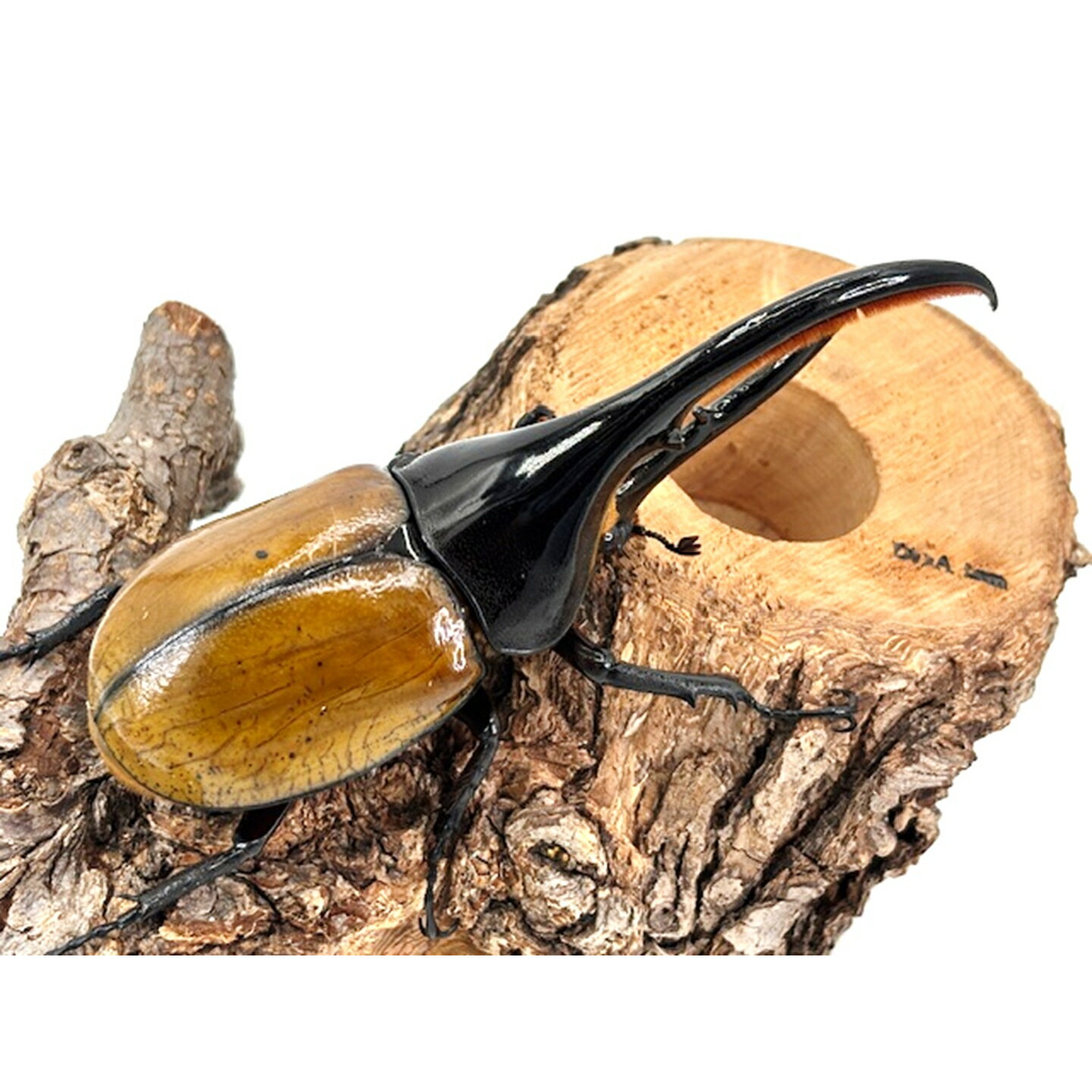 楽天市場】美麗亜種【DDA】ヘラクレス・エクアトリアヌス 成虫 ペア