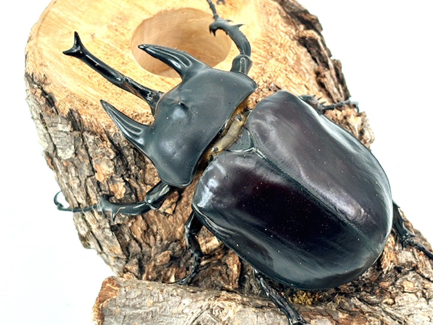 楽天市場】最重量BIG！【DDA】レックスゾウカブト(アクティオン) 成虫