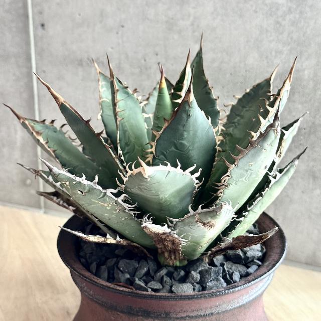 楽天市場】agave titanota oaxaca アガベ チタノタ オアハカ