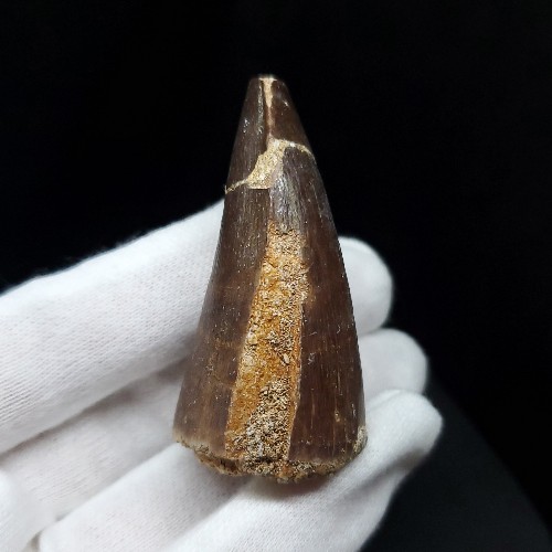 楽天市場】【送料無料】【モササウルス/化石/歯/恐竜】特大