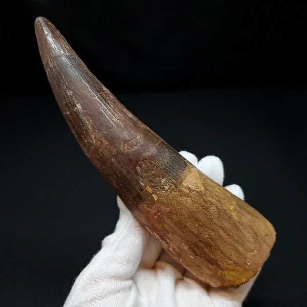 楽天市場】【送料無料】【スピノサウルス/化石/歯/恐竜】博物館級