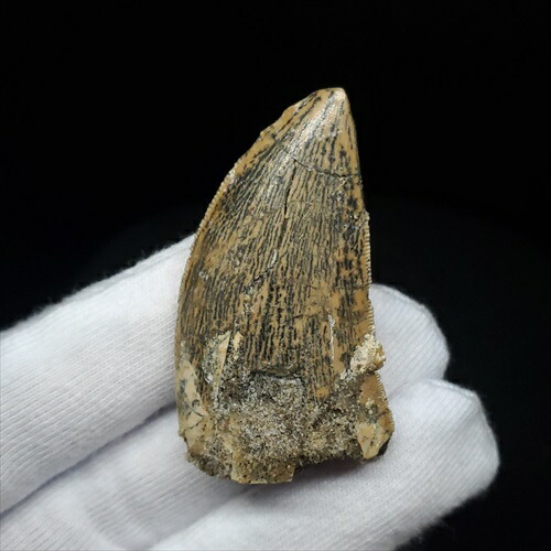 楽天市場】【送料無料】【カルカロドントサウルス/歯/化石/恐竜】極上