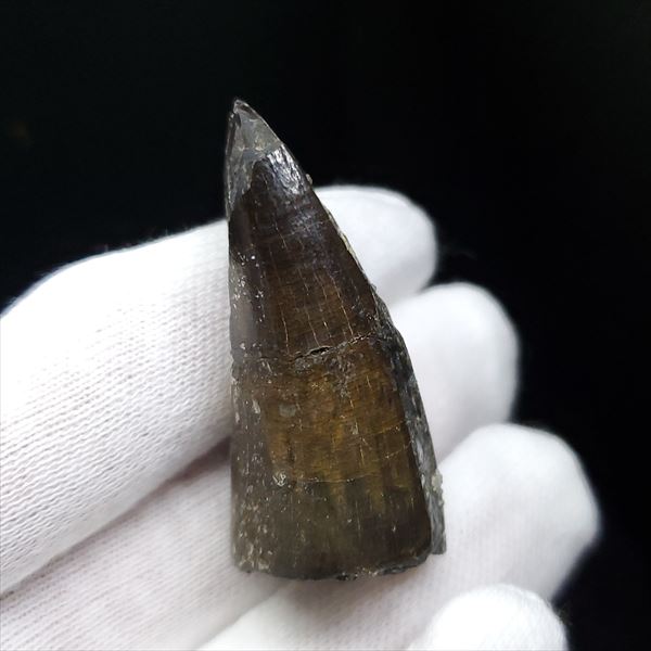 楽天市場】【送料無料】【スコミムス/化石/歯/恐竜】希少 スコミムス