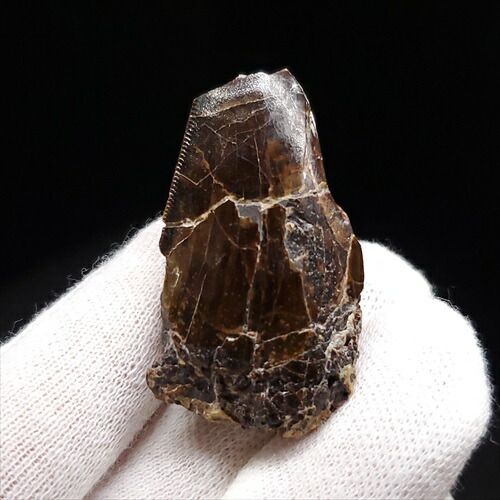 楽天市場】【送料無料】【アベリサウルス科/歯/化石/恐竜