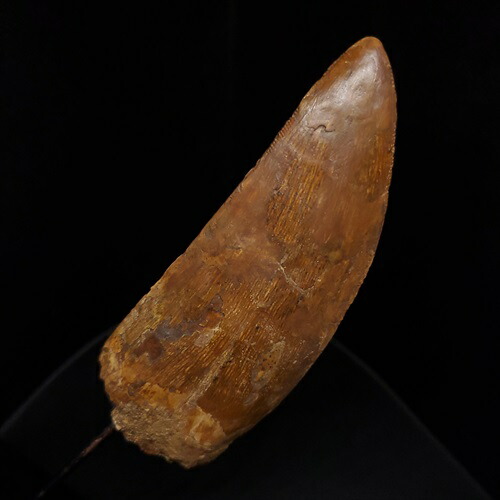 楽天市場】【送料無料】【カルカロドントサウルス/歯/化石/恐竜】カル