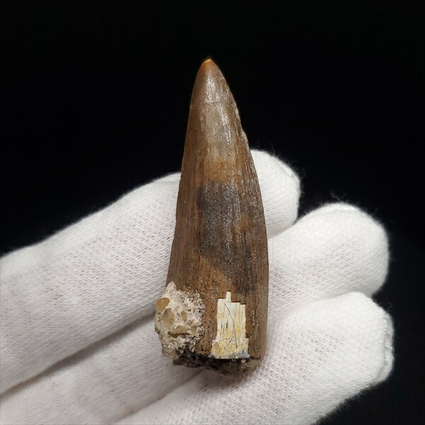 楽天市場】【送料無料】【スコミムス/化石/歯/恐竜】希少 スコミムス