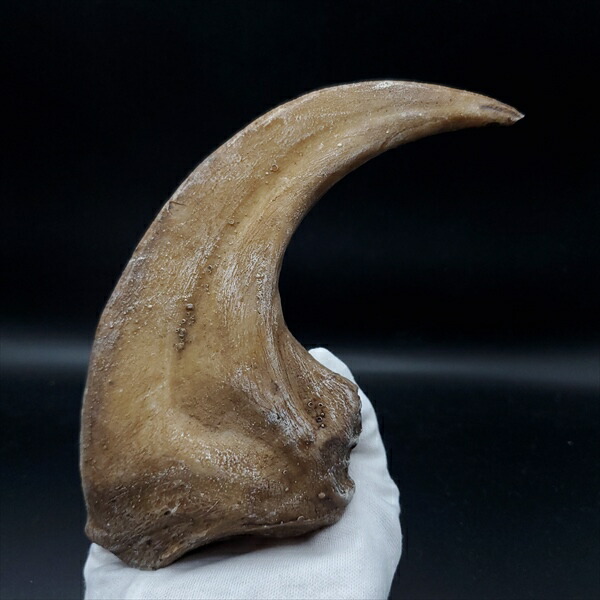 楽天市場】【送料無料】【アロサウルス /恐竜/化石】 アロサウルス 爪