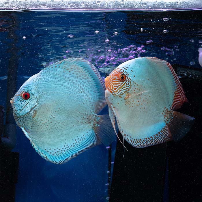 楽天市場】【ペア】熱帯魚 ディスカス 生体 人気ブルーアナコンダ