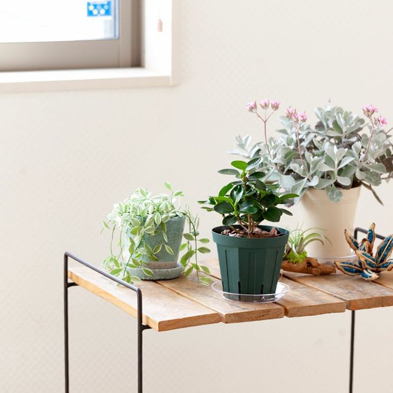 楽天市場】コパンダガジュマル4号スリット鉢パンダ ガジュマル ぱんだ