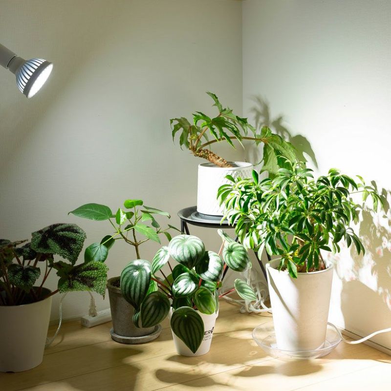 楽天市場】植物ライト：専用ソケット（デスククリップ）※ライト（電球